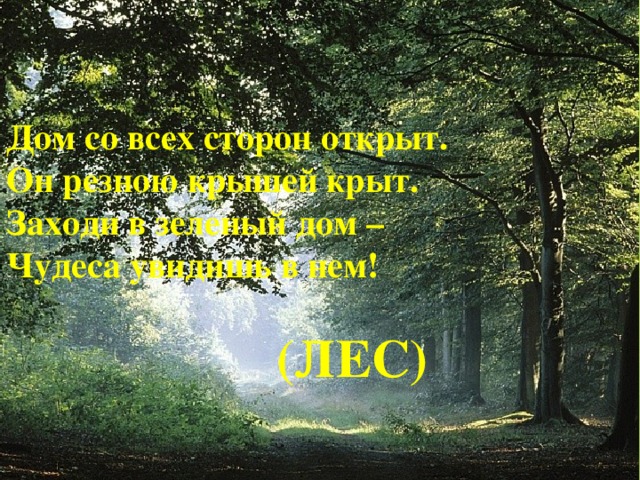 Дом со всех сторон открыт.  Он резною крышей крыт.  Заходи в зеленый дом –  Чудеса увидишь в нем!   (ЛЕС)