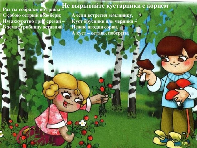 Не вырывайте кустарники с корнем Раз ты собрался по грибы – С собою острый нож бери; Им аккуратно гриб срезай – В земле грибницу оставляй . А если встретил землянику, Куст брусники иль черники – Нежно ягодки сорви, А куст – оставь, побереги .