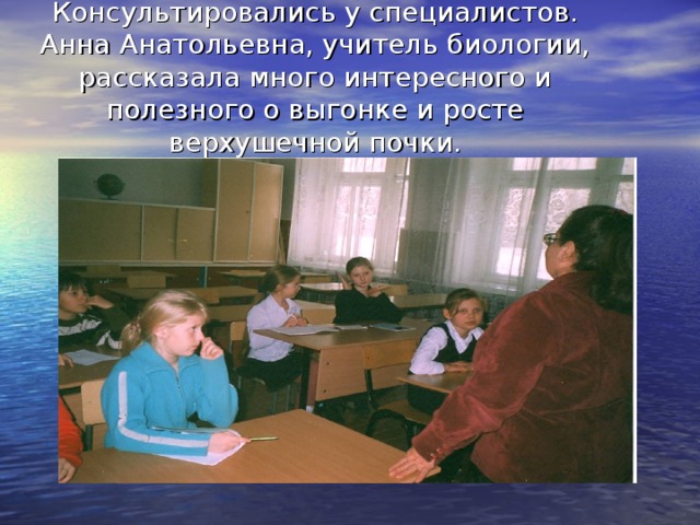 Консультировались у специалистов.  Анна Анатольевна, учитель биологии, рассказала много интересного и полезного о выгонке и росте верхушечной почки.