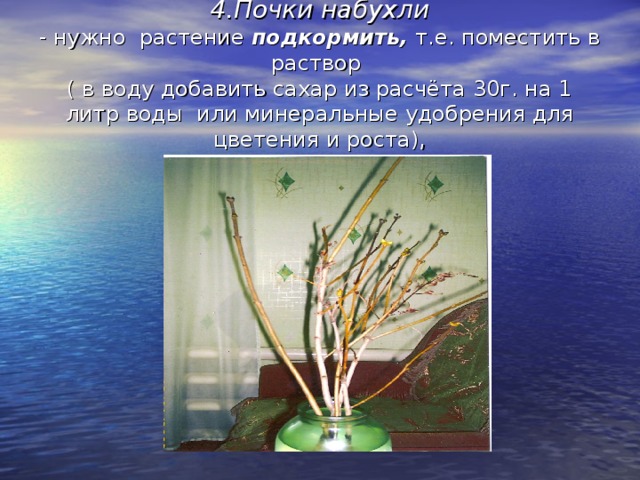 4.Почки набухли  - нужно растение подкормить, т.е. поместить в раствор  ( в воду добавить сахар из расчёта 30г. на 1 литр воды или минеральные удобрения для цветения и роста),