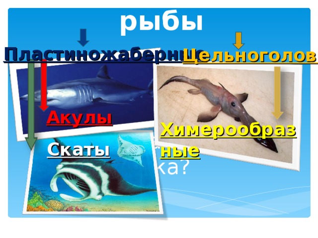 Класс хрящевые рыбы Пластиножаберные Цельноголовые Акулы Химерообразные Какова тема урока? Скаты