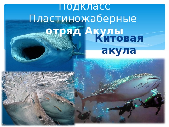 Подкласс Пластиножаберные  отряд Акулы Китовая акула