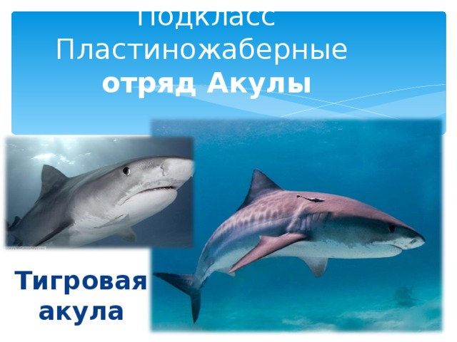 Подкласс Пластиножаберные  отряд Акулы Тигровая акула