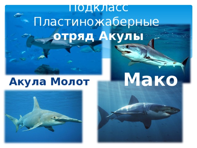 Подкласс Пластиножаберные  отряд Акулы Мако Акула Молот