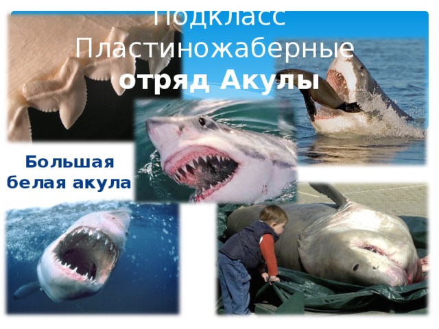 Подкласс Пластиножаберные  отряд Акулы Большая белая акула
