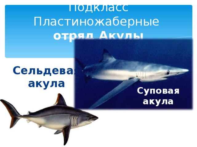 Подкласс Пластиножаберные  отряд Акулы Сельдевая акула Суповая акула