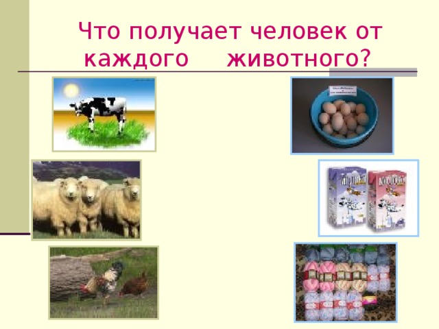 Что получает человек от каждого  животного?  2