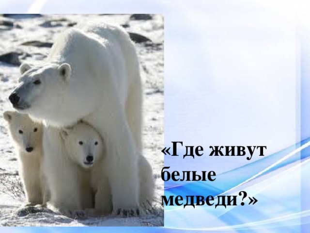 «Где живут белые медведи?»