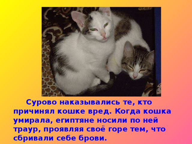 Баст, Бастет, Пашт – так звали египетскую богиню любви и плодо-родия, которая представлена телом женщины и головой кошки. А  около 1500 до н.э.года фараон провозгласил всех кошек священ-ными животными. Это означало, что простой человек не имел права владеть кошкой.  Баст, Бастет, Пашт – так звали египетскую богиню любви и плодо-родия, которая представлена телом женщины и головой кошки. А около 1500 до н.э.года фараон провозгласил всех кошек священ-ными животными. Это означало, что простой человек не имел права владеть кошкой.