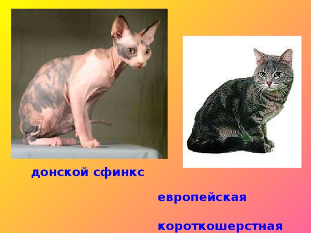 гималайская кошка  голая кошка (сфинкс) гималайская кошка голая кошка (сфинкс)