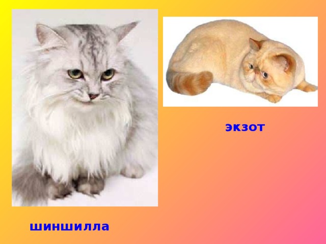 цейлонская кошка цейлонская кошка