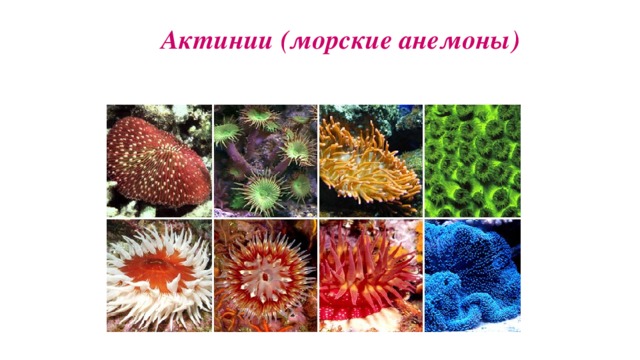 Актинии (морские анемоны)
