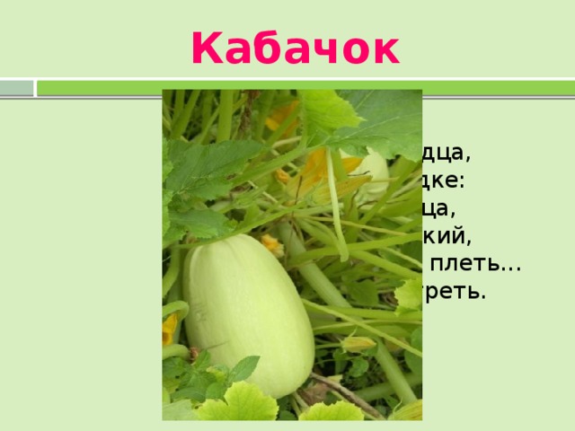 Кабачок  Все узнают молодца,           Что растет на грядке:           Он побольше огурца,           Толстый он и гладкий,           Тоже держится за плеть...           Приходите посмотреть.