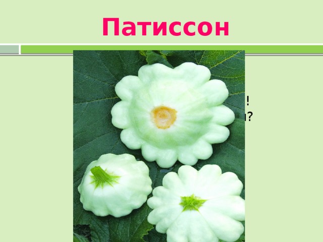 Патиссон  Это что за чудеса?  На траве лежит звезда!  Может, это дивный сон?  Нет, ведь это…