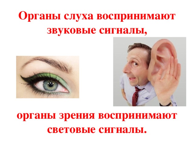 Органы слуха воспринимают звуковые сигналы,       органы зрения воспринимают световые сигналы.