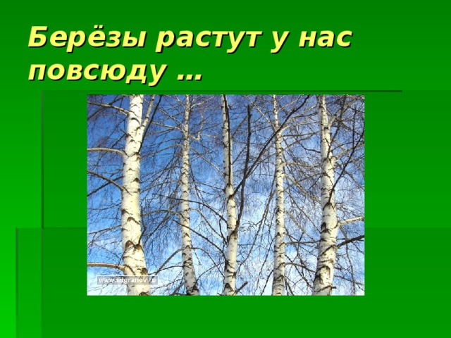 Где растут березы в россии карта