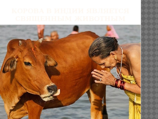 Корова в индии является священным животным