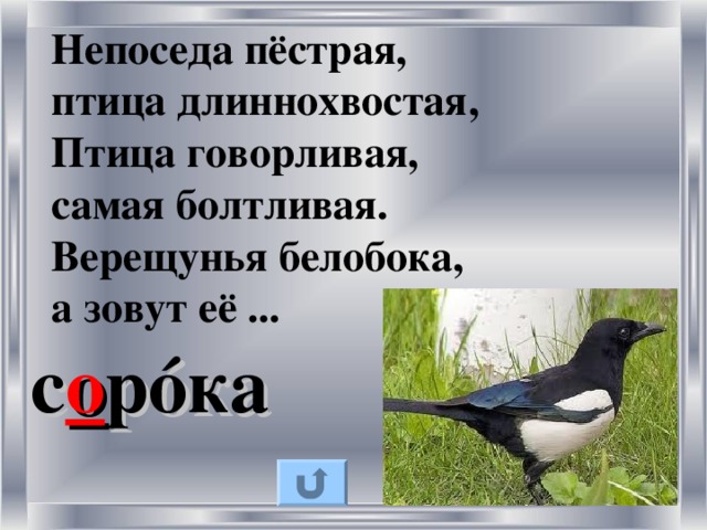 Непоседа пёстрая,  птица длиннохвостая,  Птица говорливая,  самая болтливая.  Верещунья белобока,  а зовут её ... с о р ó ка