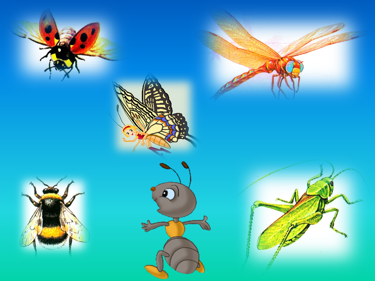 Занятие мир насекомых. Насекомые для детей. Насекомые начальная школа. Насекомые картинки. Насекомые окружающий мир.