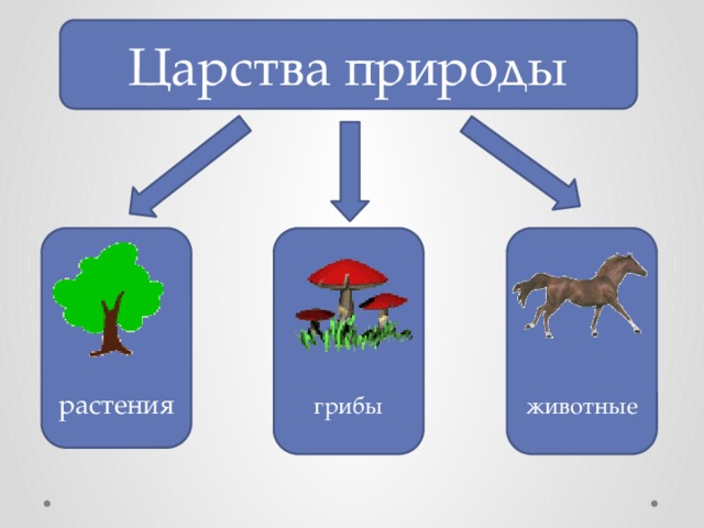 Царство природы грибы растения животные