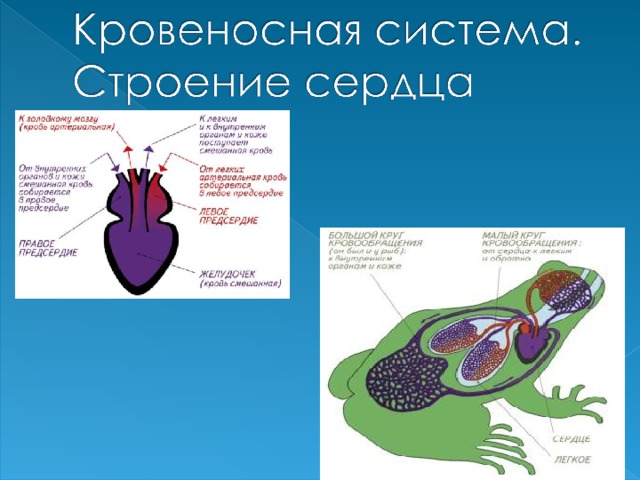 Внутреннее строение лягушки и головастика. Отделы кровеносной системы лягушки. Кровеносная система земноводных 7 класс. Кровеносная система головастика и лягушки. Строение сердца земноводных.