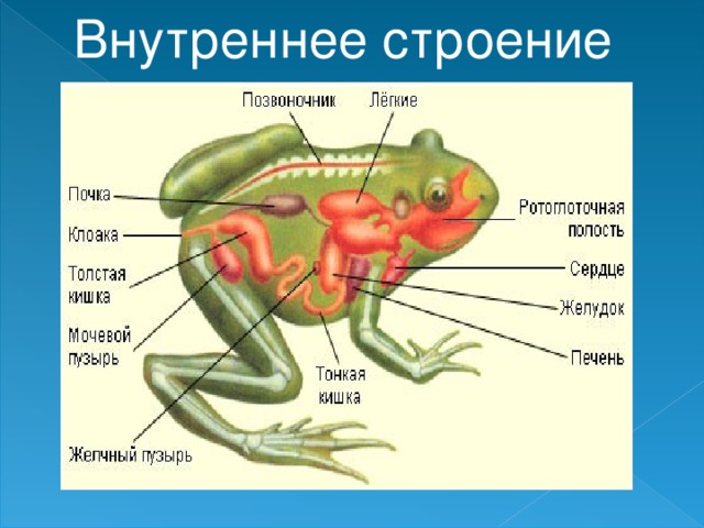 Внутреннее строение