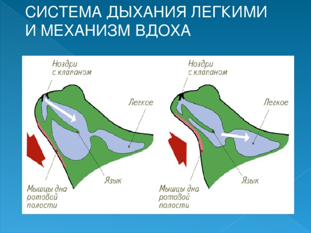 СИСТЕМА ДЫХАНИЯ ЛЕГКИМИ И МЕХАНИЗМ ВДОХА