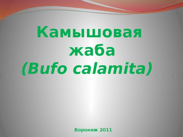 Камышовая  жаба (Bufo calamita)   Воронеж 2011