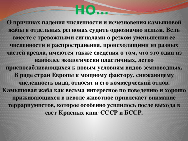 НО…    О причинах падения численности и исчезновения камышовой жабы в отдельных регионах судить однозначно нельзя. Ведь вместе с тревожными сигналами о резком уменьшении ее численности и распространения, происходящими из разных частей ареала, имеются также сведения о том, что это один из наиболее экологически пластичных, легко приспосабливающихся к новым условиям видов земноводных. В ряде стран Европы к мощному фактору, снижающему численность вида, относят и его коммерческий отлов. Камышовая жаба как весьма интересное по поведению и хорошо приживающихся в неволе животное привлекает внимание террариумистов, которое особенно усилилось после выхода в свет Красных книг СССР и БССР.