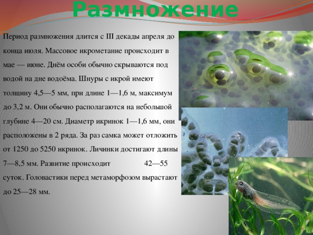 Размножение Период размножения длится с III декады апреля до конца июля. Массовое икрометание происходит в мае — июне. Днём особи обычно скрываются под водой на дне водоёма. Шнуры с икрой имеют толщину 4,5—5 мм, при длине 1—1,6 м, максимум до 3,2 м. Они обычно располагаются на небольшой глубине 4—20 см. Диаметр икринок 1—1,6 мм, они расположены в 2 ряда. За раз самка может отложить от 1250 до 5250 икринок. Личинки достигают длины 7—8,5 мм. Развитие происходит 42—55 суток. Головастики перед метаморфозом вырастают до 25—28 мм.