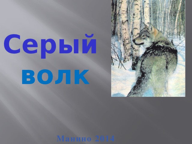 Серый волк Манино 2014