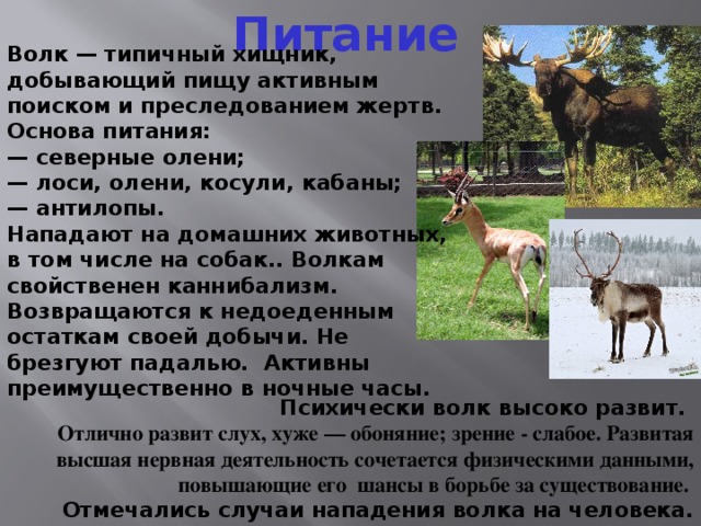 Питание Волк — типичный хищник, добывающий пищу активным поиском и преследованием жертв. Основа питания: —  северные олени; —  лоси, олени,  косули, кабаны; — антилопы. Нападают на домашних животных, в том числе на собак.. Волкам свойственен каннибализм. Возвращаются к недоеденным остаткам своей добычи. Не брезгуют падалью. Активны преимущественно в ночные часы. Психически волк высоко развит. Отлично развит слух, хуже — обоняние; зрение - слабое. Развитая высшая нервная деятельность сочетается физическими данными, повышающие его шансы в борьбе за существование. Отмечались случаи нападения волка на человека.