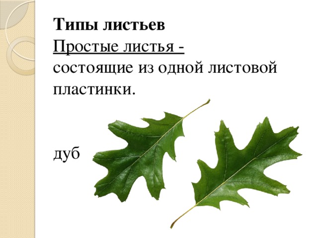 Типы листьев  Простые листья -  состоящие из одной листовой пластинки.    дуб