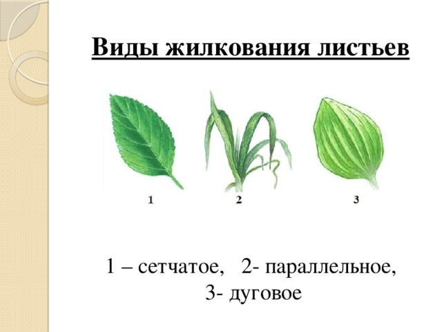 Виды жилкования листьев        1 – сетчатое, 2- параллельное,  3- дуговое