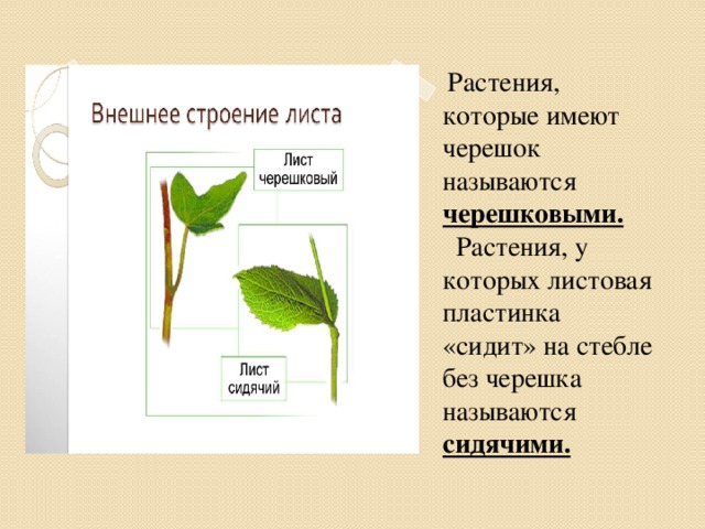 .        Растения, которые имеют черешок называются черешковыми.  Растения, у которых листовая пластинка «сидит» на стебле без черешка называются сидячими.   Вставка рисунка