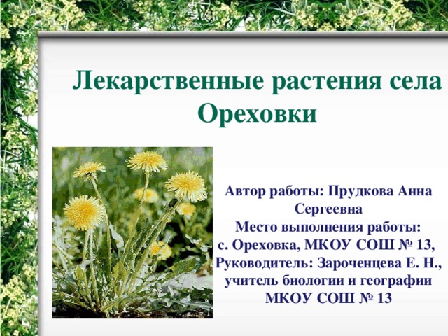 Лекарственные растения села Ореховки Автор работы: Прудкова Анна Сергеевна Место выполнения работы:  с. Ореховка, МКОУ СОШ № 13, Руководитель: Зароченцева Е. Н., учитель биологии и географии МКОУ СОШ № 13