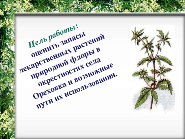 Цель работы : оценить запасы лекарственных растений природной флоры в окрестностях села Ореховка и возможные пути их использования.