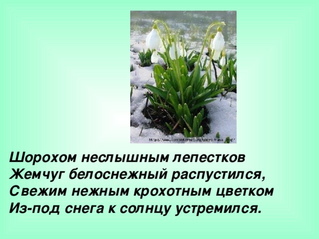 Шорохом неслышным лепестков Жемчуг белоснежный распустился, Свежим нежным крохотным цветком Из-под снега к солнцу устремился.