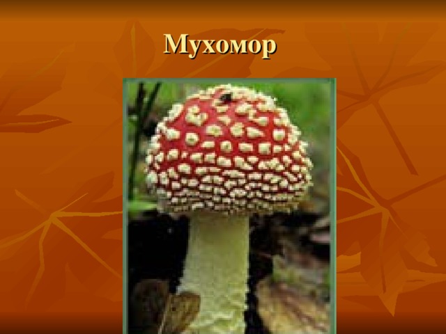 Мухомор