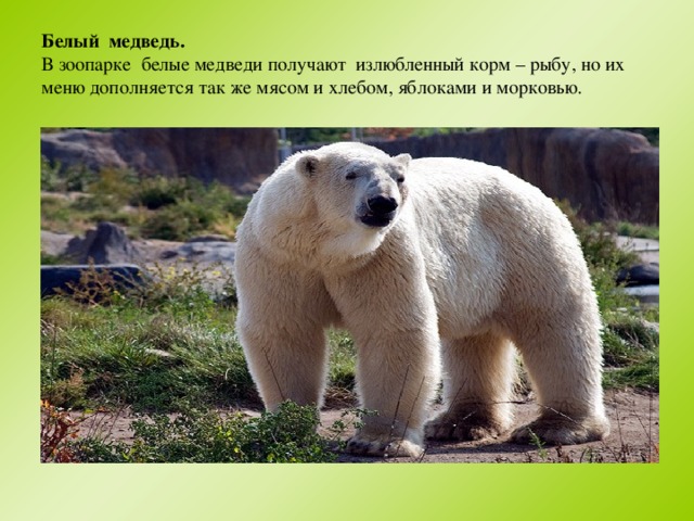 Белый медведь.  В зоопарке белые медведи получают излюбленный корм – рыбу, но их меню дополняется так же мясом и хлебом, яблоками и морковью.