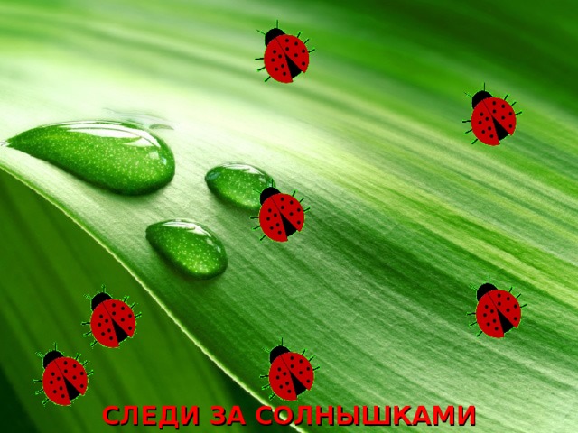 СЛЕДИ ЗА СОЛНЫШКАМИ