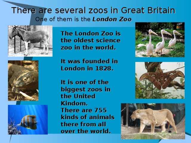 There are several zoos in Great Britain  One of them is the London Zoo  The London Zoo is the oldest science zoo in the world.  It was founded in London in 1828 .  It is one of the biggest zoos in the United Kindom. There are 755 kinds of animals there from all over the world.