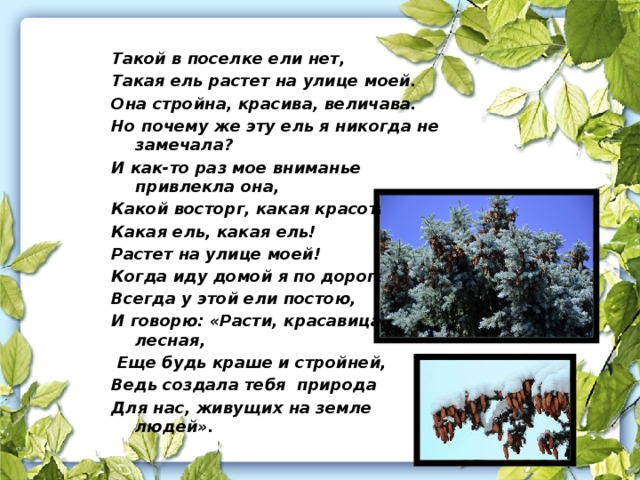 Такой в поселке ели нет, Такая ель растет на улице моей. Она стройна, красива, величава. Но почему же эту ель я никогда не замечала? И как-то раз мое вниманье привлекла она, Какой восторг, какая красота! Какая ель, какая ель! Растет на улице моей! Когда иду домой я по дороге, Всегда у этой ели постою, И говорю: «Расти, красавица лесная,  Еще будь краше и стройней,  Ведь создала тебя природа Для нас, живущих на земле людей».