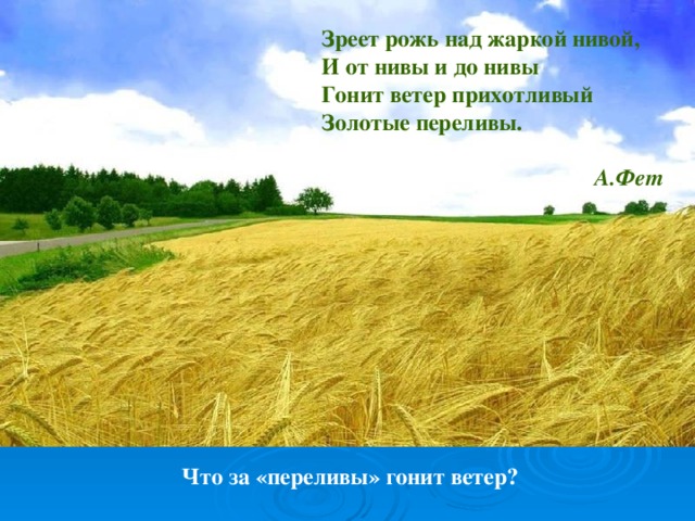 Зреет рожь над жаркой нивой, И от нивы и до нивы Гонит ветер прихотливый Золотые переливы.  А.Фет Что за «переливы» гонит ветер?