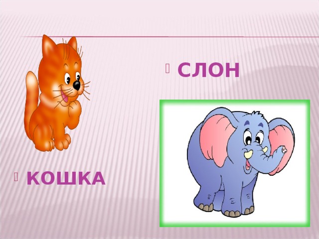 КОШКА СЛОН