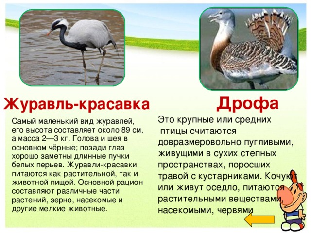 Журавль-красавка Дрофа Это крупные или средних  птицы считаются довразмеровольно пугливыми, живущими в сухих степных пространствах, поросших травой с кустарниками. Кочуют или живут оседло, питаются растительными веществами, насекомыми, червями Самый маленький вид журавлей, его высота составляет около 89 см, а масса 2—3 кг. Голова и шея в основном чёрные; позади глаз хорошо заметны длинные пучки белых перьев. Журавли-красавки питаются как растительной, так и животной пищей. Основной рацион составляют различные части растений, зерно, насекомые и другие мелкие животные.