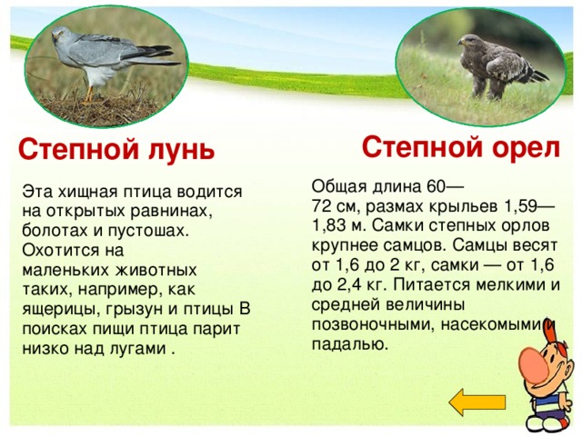 Степной орел Степной лунь Общая длина 60—72 см, размах крыльев 1,59—1,83 м. Самки степных орлов крупнее самцов. Самцы весят от 1,6 до 2 кг, самки — от 1,6 до 2,4 кг. Питается мелкими и средней величины позвоночными, насекомыми и  падалью. Эта хищная птица водится на открытых равнинах, болотах и пустошах. Охотится на маленьких животных таких, например, как  ящерицы, грызун и птицы В поисках пищи птица парит низко над лугами .