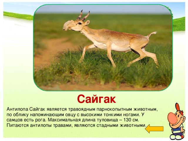 Сайгак Антилопа Сайгак является травоядным парнокопытным животным, по облику напоминающим овцу с высокими тонкими ногами. У самцов есть рога. Максимальная длина туловища – 130 см. Питаются антилопы травами, являются стадными животными .