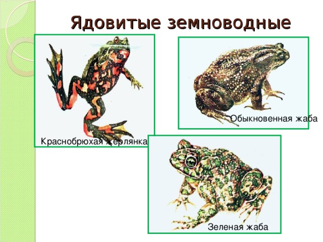 Ядовитые земноводные Обыкновенная жаба Краснобрюхая жерлянка Зеленая жаба