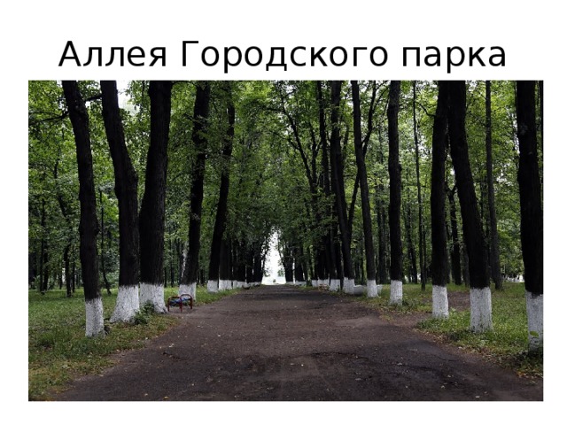 Аллея Городского парка